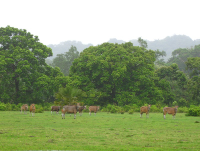 Cibunar Savanna in Ujung Kulon National Park, Banten Province